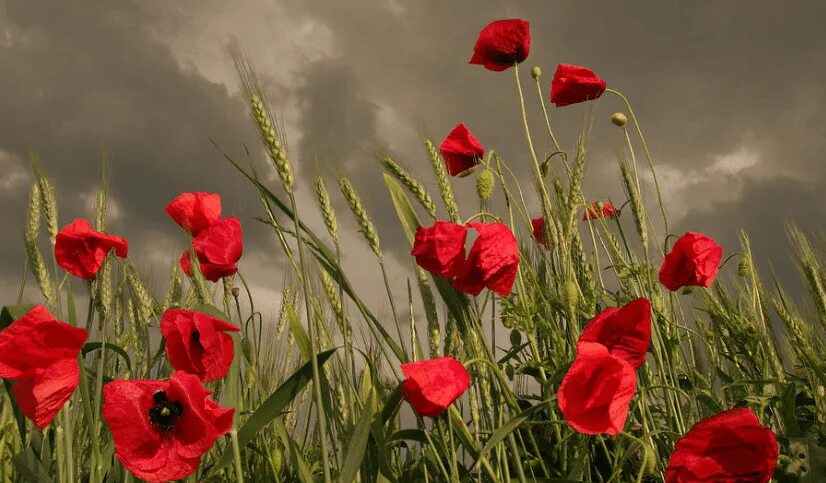 Белый мак цветы. Маковое поле фото. Алый мак растение. Среди маков. Среди маков.