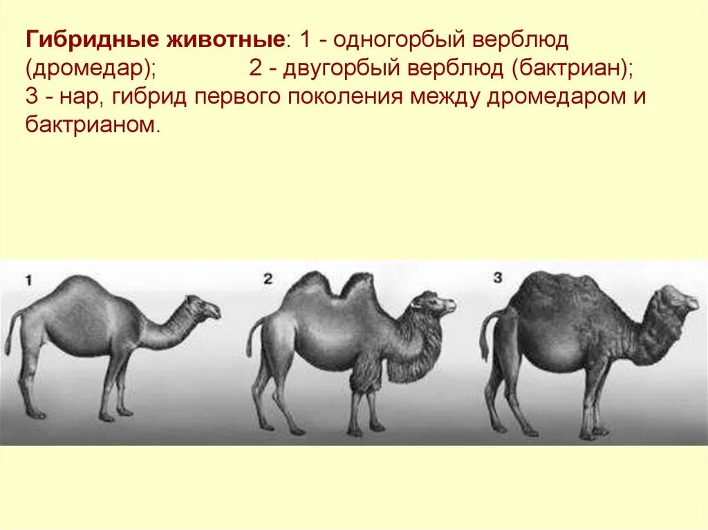 Двугорбый верблюд бактриан Родина. Селекция двугорбый верблюд. Верблюд двугорбый Туркменистан. Нар одногорбый верблюд. Гибрид это простыми словами