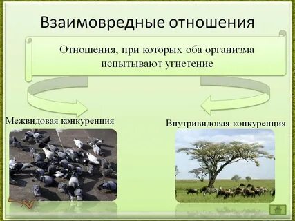 Примеры конкуренции организмов