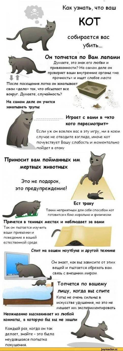 Как понять что хочет кот. Как понять что ваш кот хочет.