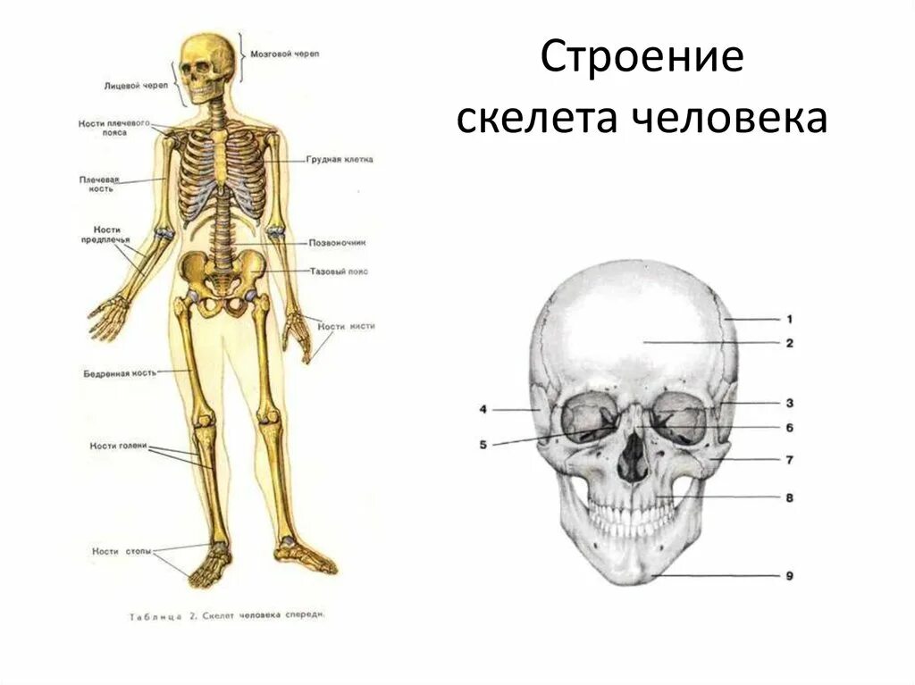 Таблица опорно двигательной системы человека. Скелет. Опорно двигательная система строение черепа. Опорно двигательная система человека череп. Человеческий скелет анатомия.