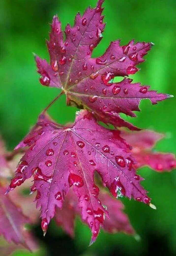 Осенью каждый лист цветок. Красивые листья. Красивые осенние листья. Яркие осенние листья. Красивые листья осени.