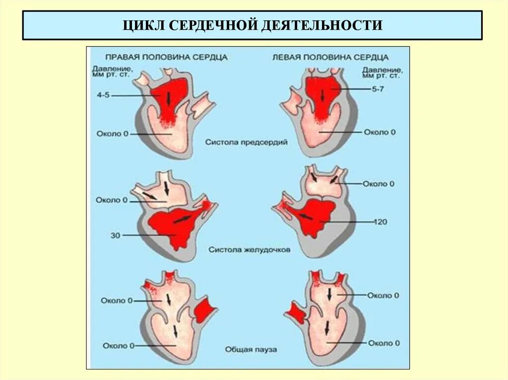 Цикл сердечной деятельности схема. Сердце фазы сердечной деятельности. Фазы сердечной деятельности схема. Цикл сердечной деятельности анатомия. Систола левого предсердия