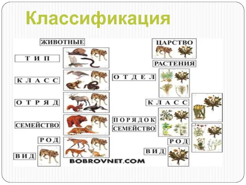 Классификация животных окружающий мир 3 класс. Царство животных систематика классы. Схема царство животных 5 класс биология. Животные классификация. Классификация животных схема.