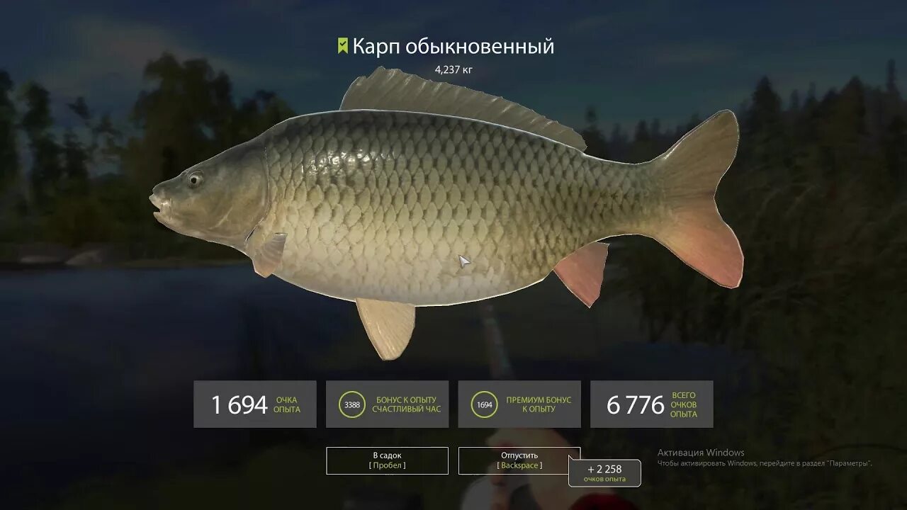 Куда подносить карпа