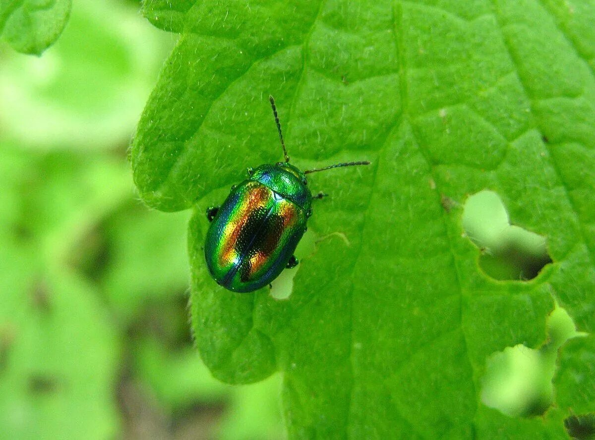 Жук долгоносик домашний черный. Жук толстяк чернотелка. Огнецветка алая жук. Жук черный хрущак. Жесткокрылые жуки.