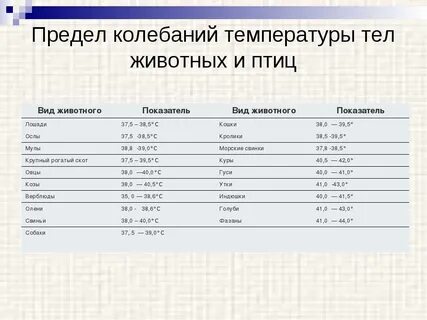 Температура разных животных