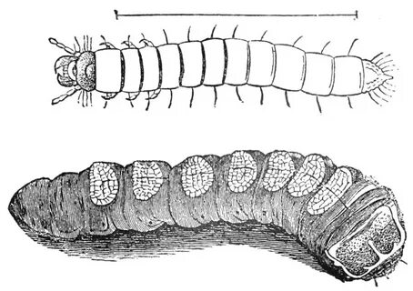 Личинки рисунок