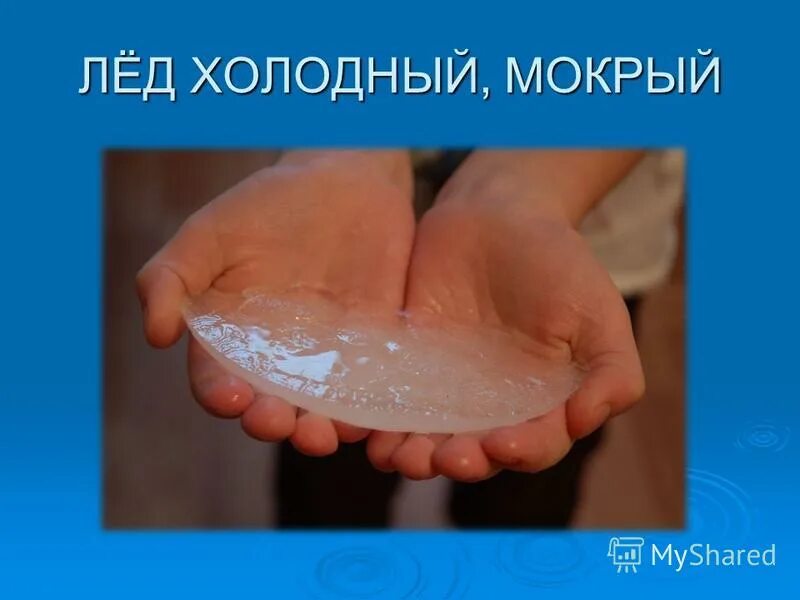 Почему мокрому холодно. Холодный мокрый продолжить. Почему мокрому холодно. Почему у кошек мокрый нос. Почему у котов холодный нос.