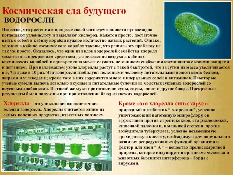 Хлорелла. Зеленые водоросли хлорелла. Одноклеточная водоросль хлорелла. Водоросль хлорелла в космосе.