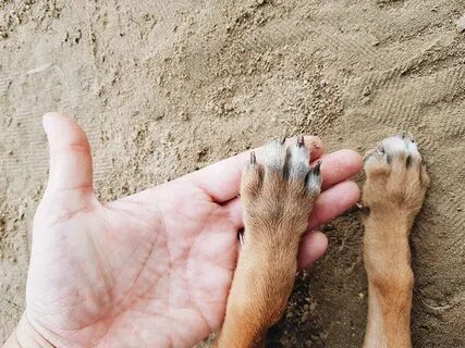 Foot dogs