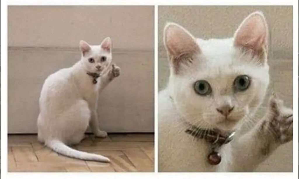 Коты показывают большой палец. Коты. Котик плачет и показывает класс. Одобряющий кот. Кот показывает класс.