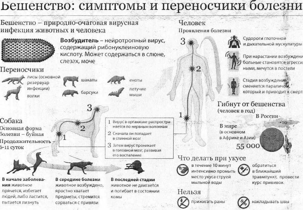 Через сколько проявляется бешенство у собак. Симптомы бешенства у человека. Бешенство стадии развития у человека. Синдромы бешенства у человека. Бешенство у животных симптомы.