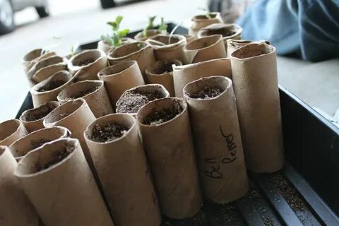 Наращивание рассады