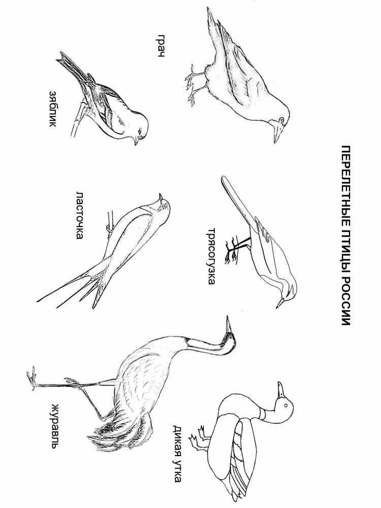 Перелетные птицы раскраски с названиями. Перелетные и зимующие птицы раскраска. Перелетные птицы раскраска для детей. Перелётные птицы раскраски для дошкольников. Перелетные птицы картинки раскраски.