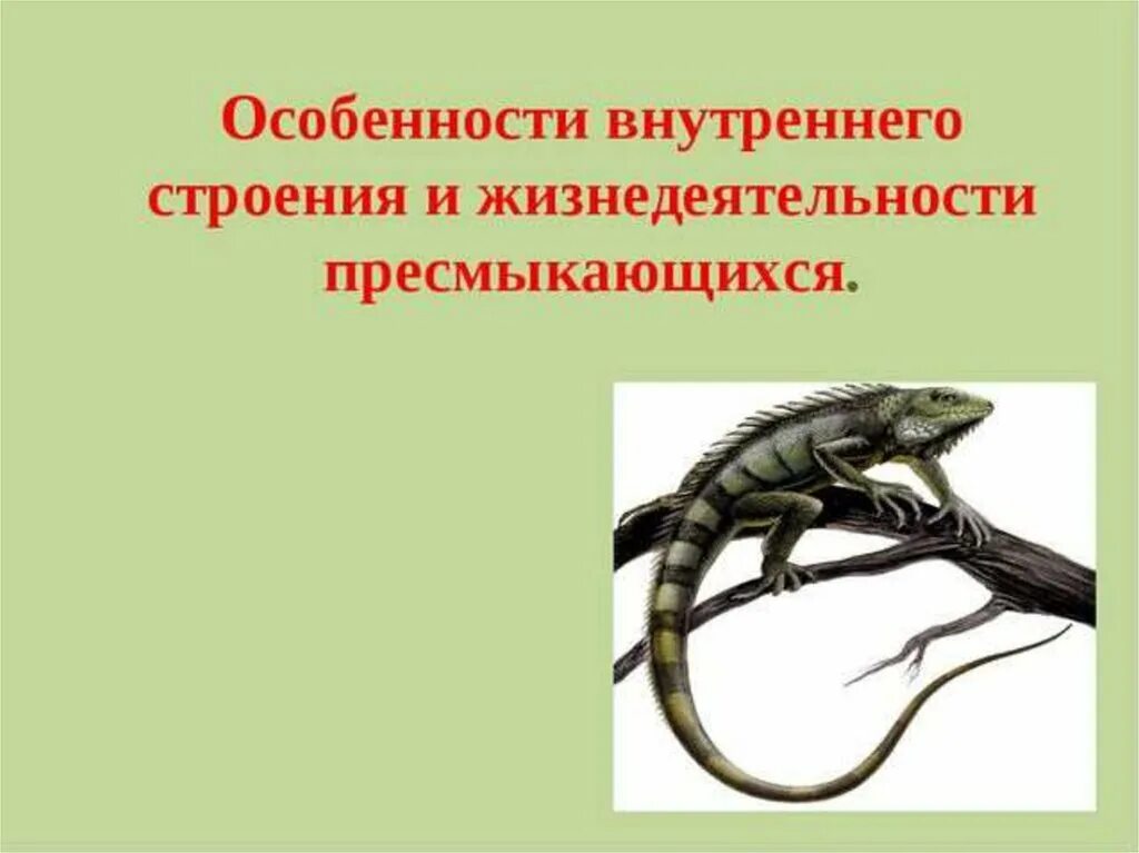 Поведение рептилий. Пресмыкающиеся внешнее и внутреннее строение. Класс пресмыкающиеся строение. Внутреннее строение пресмыкающихся. Жизнедеятельность рептилии.