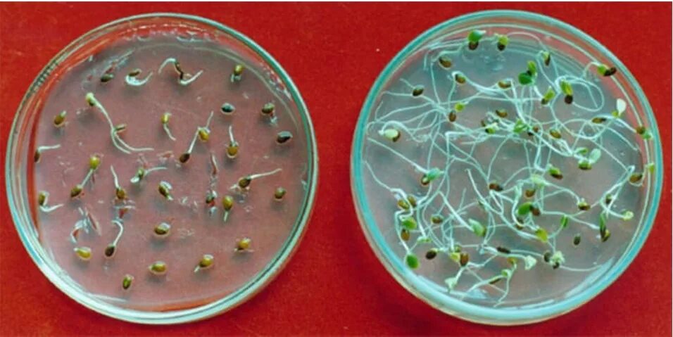 Замачивают ли семена свеклы. Семена редиса прорастание. Проростки в чашке Петри. Проростки пшеницы в чашке Петри. Чашка Петри для проращивания семян.