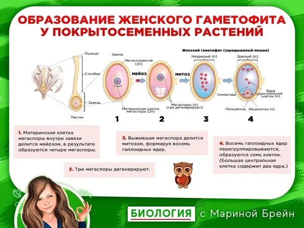 Биология с Мариной Брейн. Женский гаметофит цветковых растений. Образование женского гаметофита у цветковых растений.