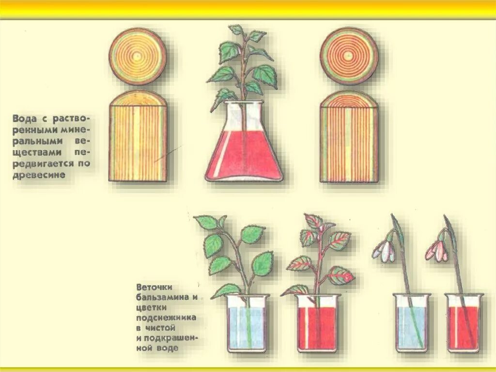 Схема передвижения веществ у растений. Перемещение веществ по стеблю. Цветы по стеблю. Ботаника опыт по передвижению воды по стеблю.