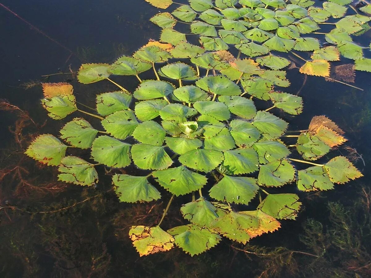 Водный орех