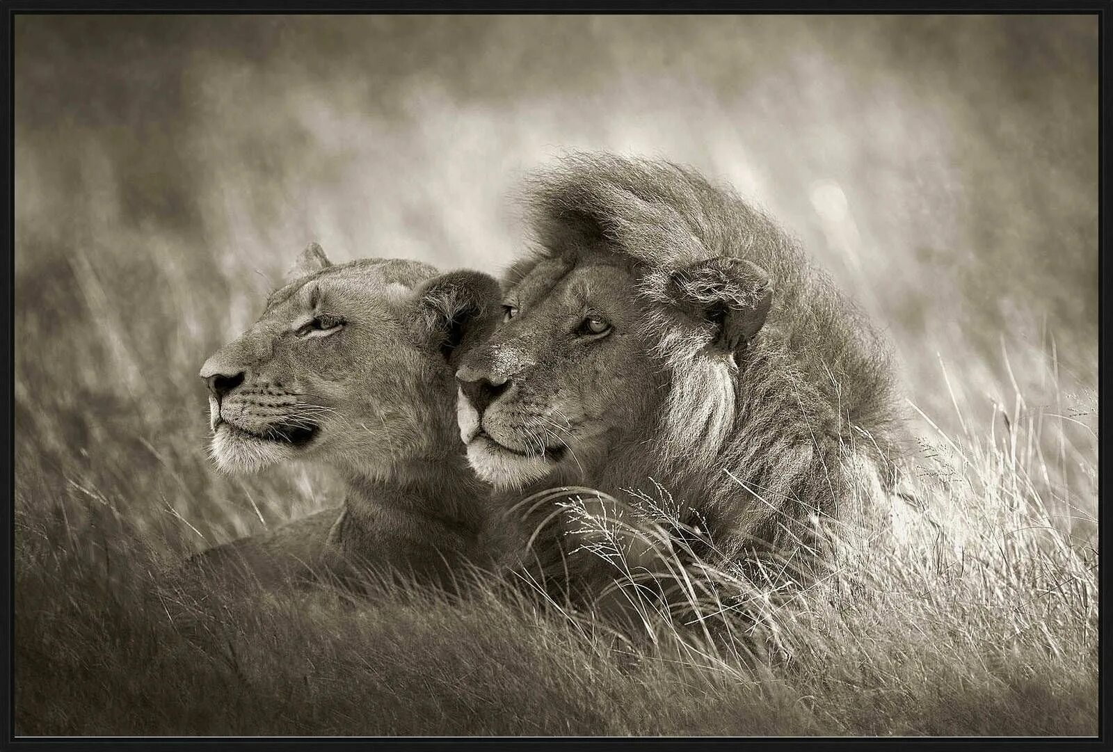 Loving lions