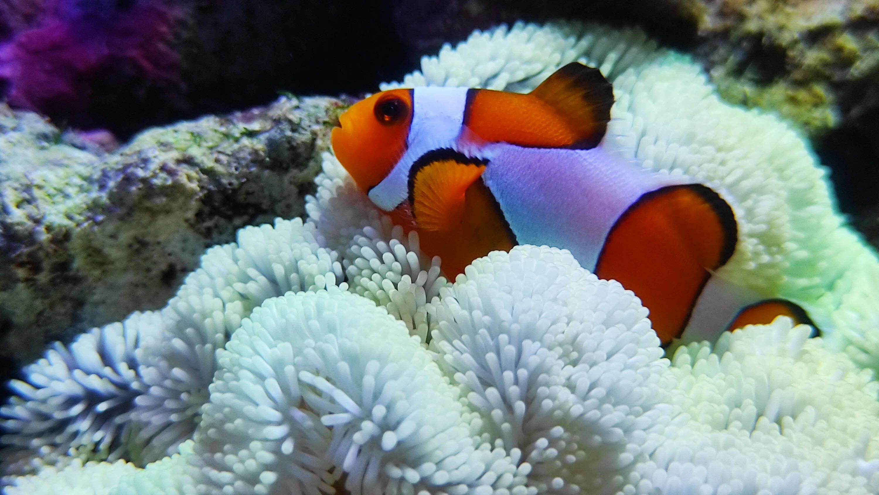 Рыбы 11 класс. Рыба клоун оцеллярис. Amphiprion ocellaris красные. Amphiprion ocellaris факты. Рыба клоун Средиземное море.