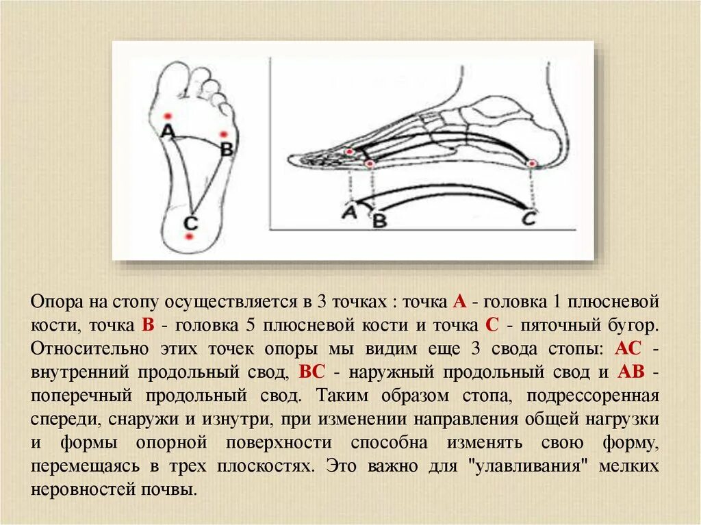 Свод точка. Опорный свод стопы. Точки на своде стопы. Опора стопы осуществляется на. Свод стопы точки опоры.