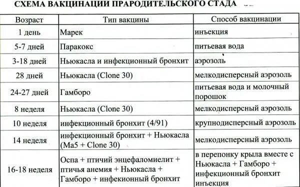 Вакцинация бройлеров схема. Схема вакцинации бройлеров в домашних условиях. Схема вакцинации цыплят несушек. Таблица пропойки бройлеров с первых дней жизни.