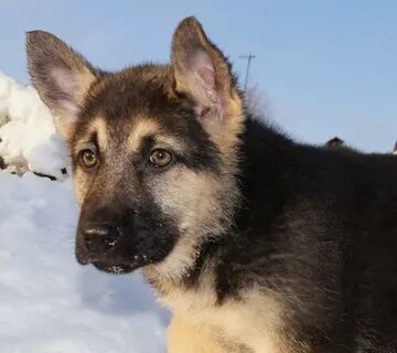 Немецкие овчарки омск