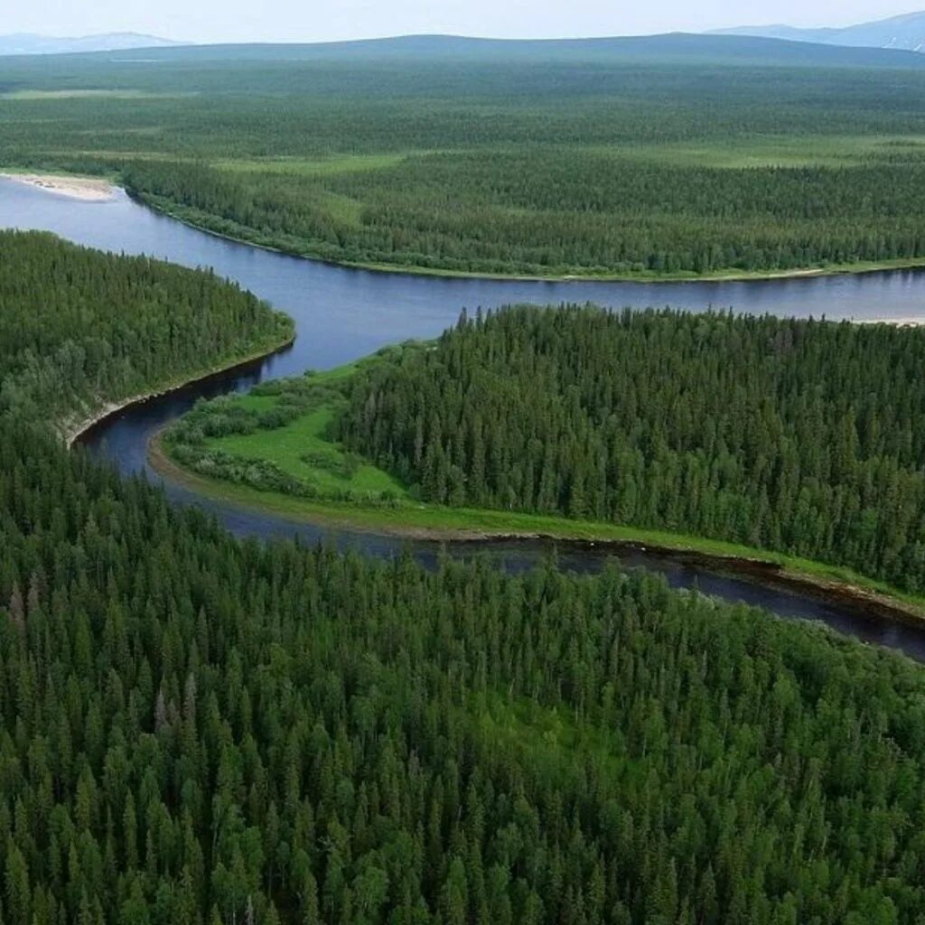 Леса коми где. Леса Коми ЮНЕСКО. Девственные леса Коми Республика Коми. Девственные леса Коми Печора. Девственные леса Коми (1995).