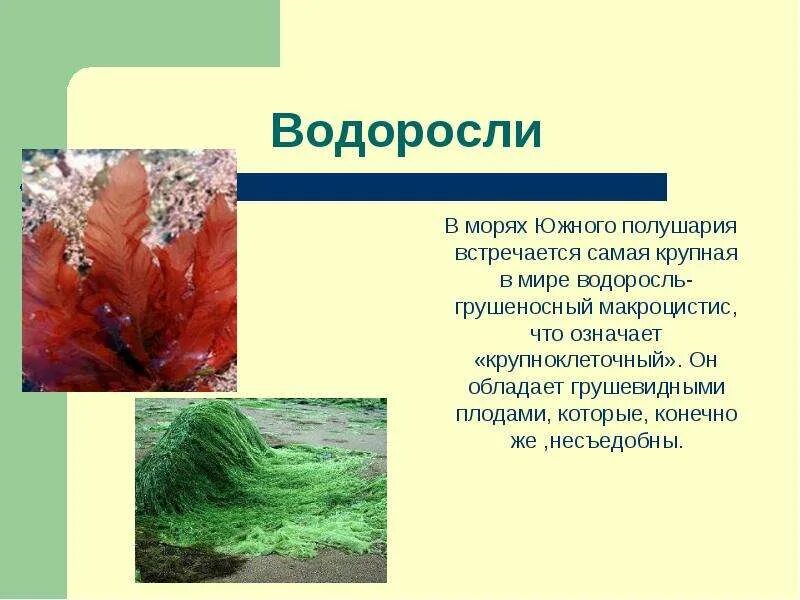 Водоросли презентация. Интересные факты о водорослях. Водоросли рассказать. Сообщение на тему водоросли.