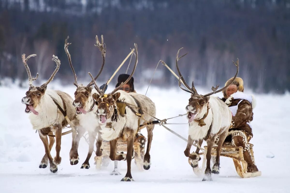 Оленеводство таймыр. Якуты оленеводы. Эвенки оленеводы. Эвенки оленеводы. Олени севера якутск.