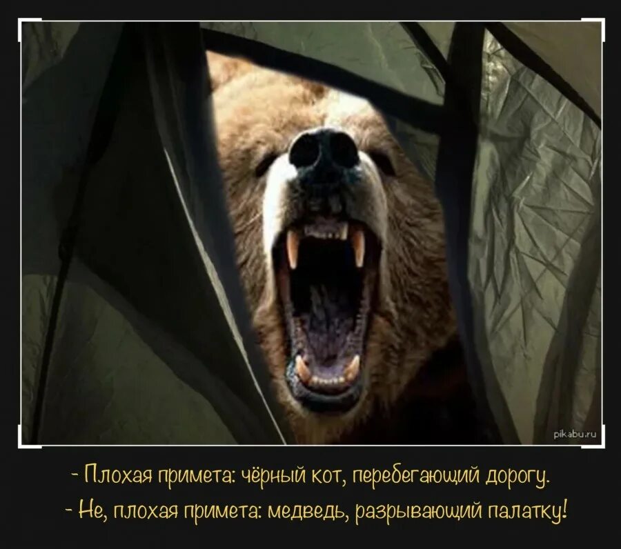 Последнее фото медведя
