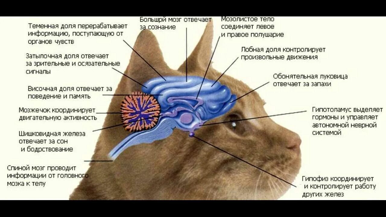 Строение головного мозга кота. Анатомия кошки нервная система. Головной мозг кошки анатомия. Строение головы кота.