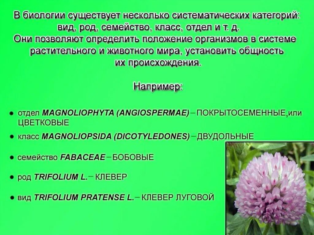 Биология термин вид. Понятие систематики растений. Биологический вид растения. Понятие о семействе в биологии. Определения по биологии.