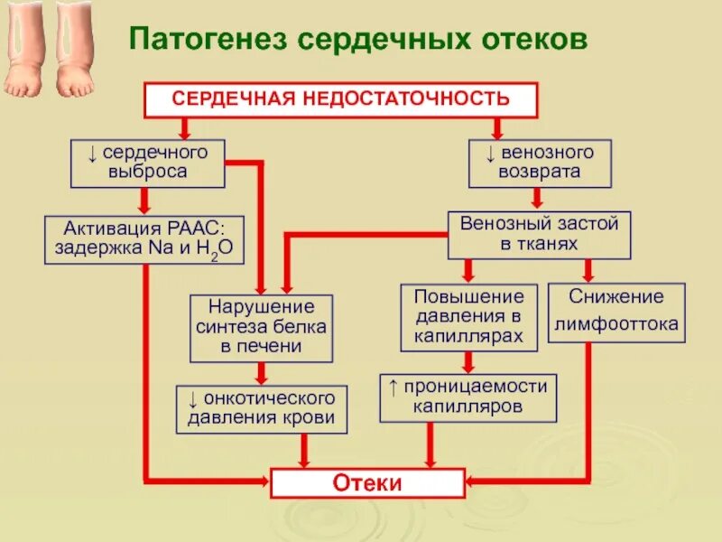 Механизм развития сердечных отеков. Механизм возникновения отеков при сердечной недостаточности. Патогенез сердечных отеков при сердечной недостаточности. Механизм возникновения отеков при заболеваниях сердца.