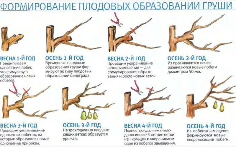 Можно ли летом обрезать. Обрезка плодовых деревьев груши. Формирующая обрезка груши весной. Как правильно обрезать старую грушу весной. Обрезка деревьев весной для начинающих в картинках пошагово груши.