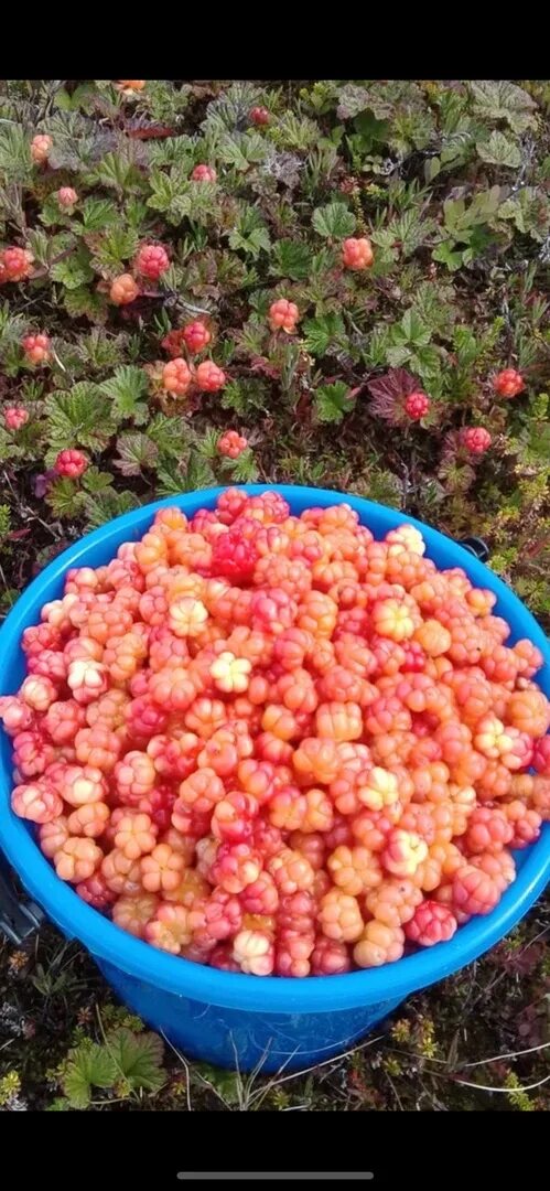 Морошка на зиму без варки как сохранить. Царская ягода морошка. морошка в собственном соку. черенок морошки. морошка в ведре.