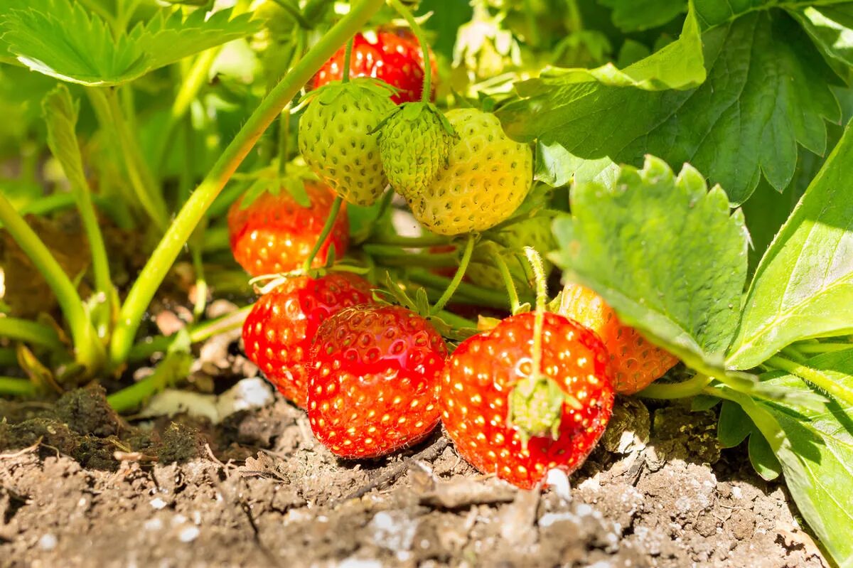 В челябинской области области в лесу растет земляника или клубника. Почему земляника растущая на солнечной поляне слаще. Земляника мелкая. Земляника лесная полянка ремонтантная. Лесные растения доклад.