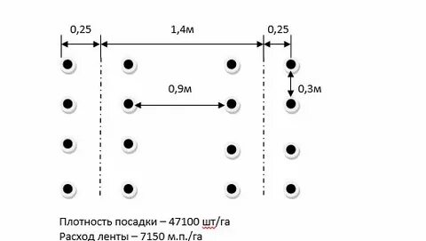 Расстояние между баклажанами при посадке в теплице