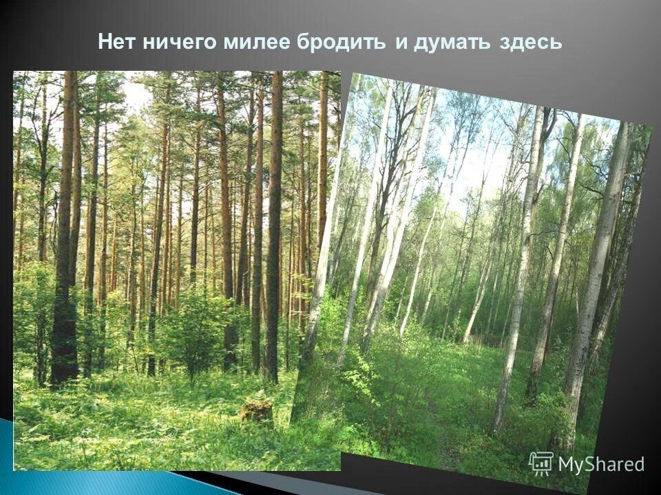 григорий мясоедов. презентация войди в лес другом. далеко не гостеприимный лес тянулся до самой. летний рассвет. г.