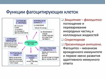 Методы оценки фагоцитирующих клеток