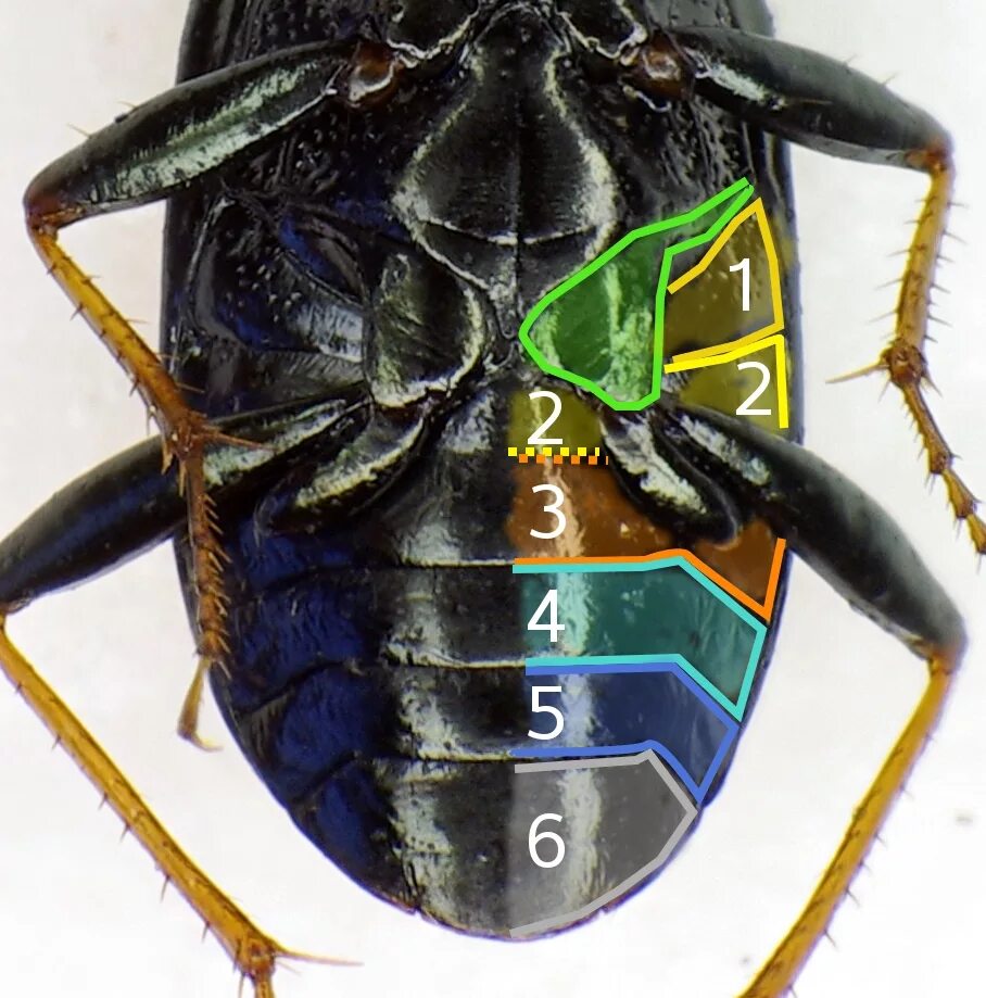 Брюшко у насекомых. Loricera pilicornis. строение брюшка жесткокрылых. брюшко жука. насечки у насекомых.