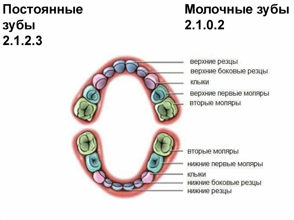 Формула количества молочных зубов. Зубная формула молочных зубов схема. Зубная формула молочного прикуса. Зубная формула молочных зубов с объяснением. Стоматологическая формула постоянных зубов.