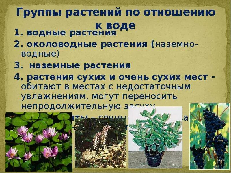 Экологические группы растений по отношению. Группы растений по отношению. Экологические группы водных растений. Группы растений по отношению к воде. Экология группы растений