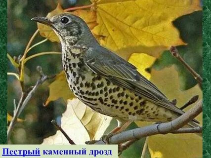 Пастернак дрозды