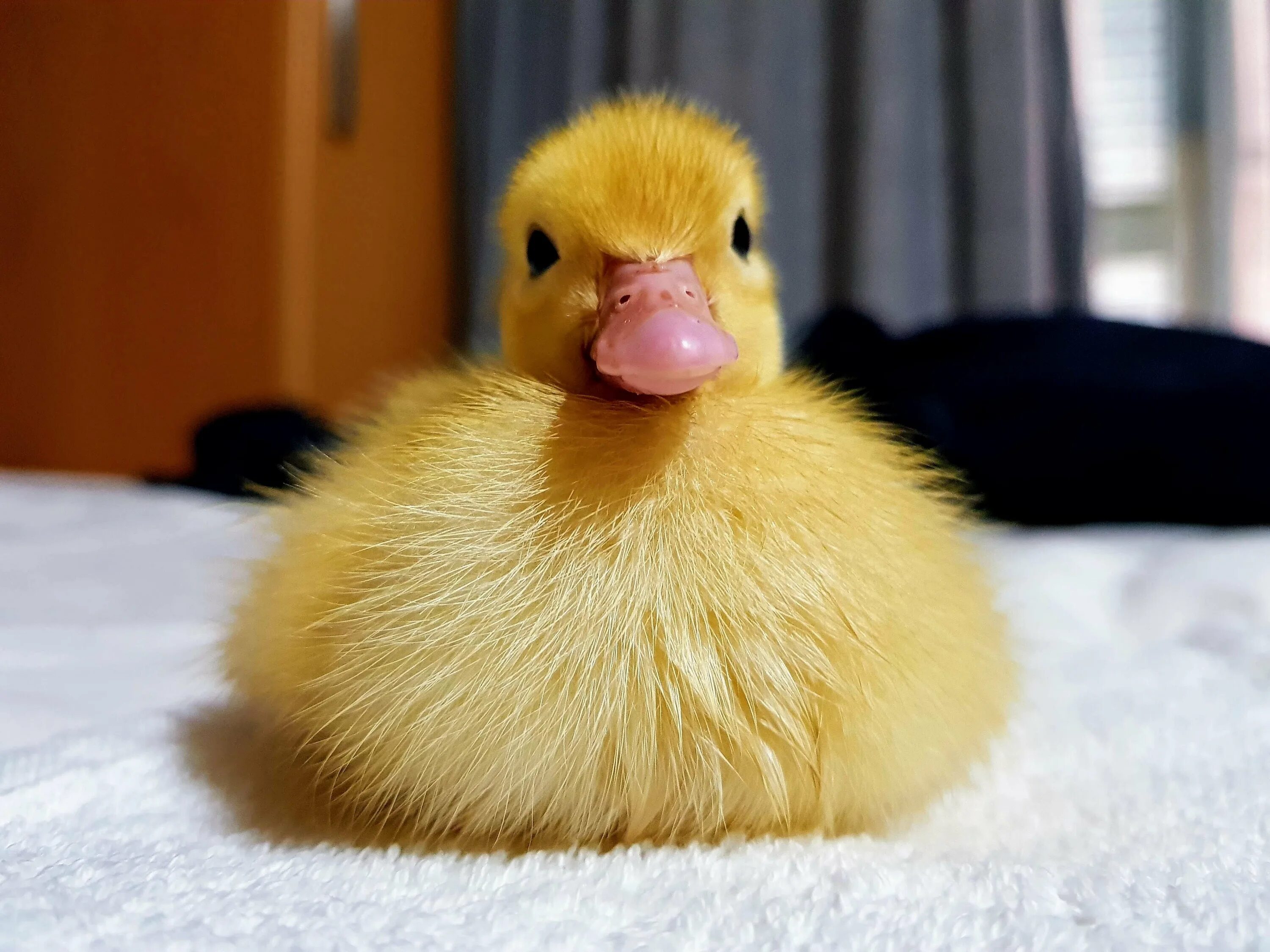 Смешные утята фото. Смешная утя. Забавный утенок. Смешная утя. Утенок спит.