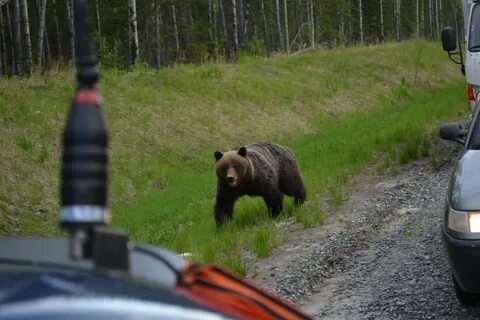 Медвежонок на трассе