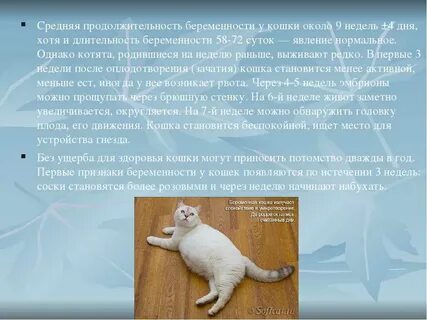Беременность кошки по неделям