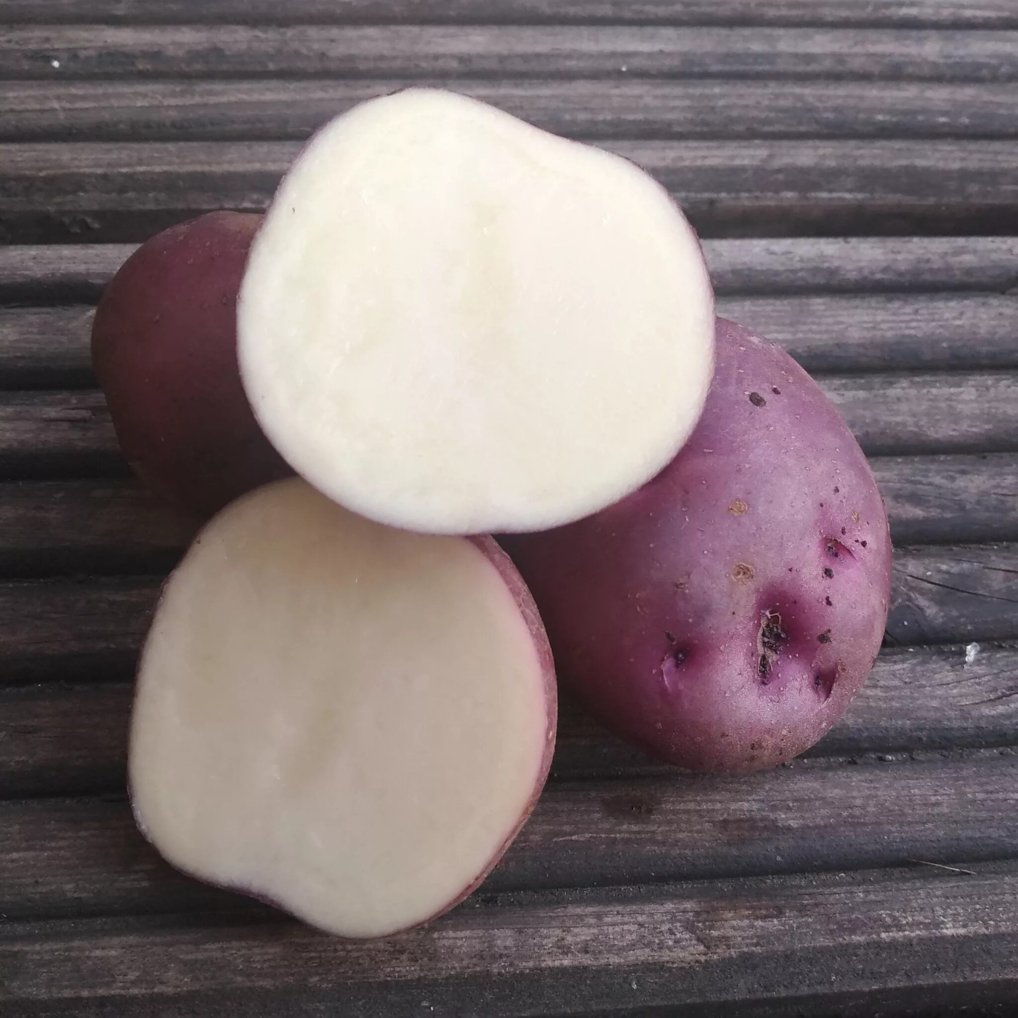 Семенной картофель синеглазка купить
